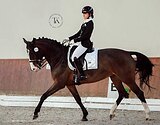 КОБЫЛА 170 СМ В ХОЛКЕ 