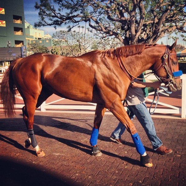 Santa Anita Park 2014 год.