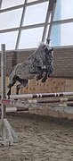 Пони 125 вх в спорт и обучени
