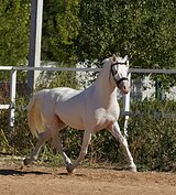 Уэльский жеребец, "В", импо