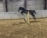 ПРОДАЖА НЕДОРОГО МЕРИН