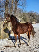 Кобылка 2024 года