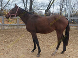 Тракененская кобыла