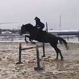 КОБЫЛА В КОНКУР • ИМПОРТ
