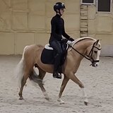 УЭЛЬСКИЙ ПОНИ 9 ЛЕТ 