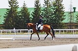 Мерин детские юнош езды 