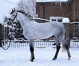 Молодой жеребец в спорт
