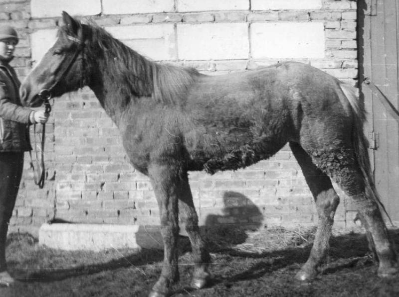 Вот такими были лошади в совхозе Ручьи на момент организации там конно-спортивной секции в 1983 г. До этого на конюшне был цех по производству желудочного сока, который брали у лошадей.     На снимке: местная бэпэшка Зинда. Здесь ей 2 года.