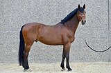 Вестфальский жеребец, 12 лет