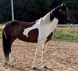 РАЙД-ПОНИ В ВЫЕЗДКУ 