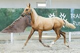 Тракененский жеребчик
