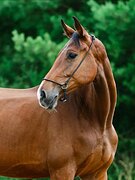 Перспективная конкурная