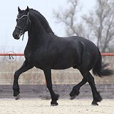 ФРИЗСКИЙ ЖЕРЕБЕЦ 6 ЛЕТ