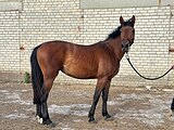 Молодая кобыла в конкур