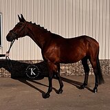 ГАННОВЕРСКИЙ МЕРИН 8 ЛЕТ