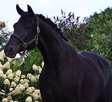 Импортная кобыла (Kjento-Vivaldi)