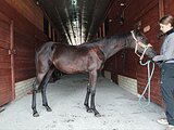 кобыла РВП в спорт