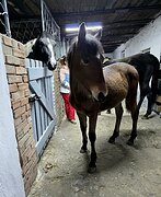 высококровная кобылка