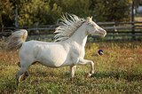 Кобыла, Уэльский пони