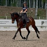 ГНЕДАЯ КОБЫЛА KWPN 7 ЛЕТ 