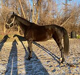 вороная кобыла в спорт