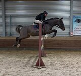 Мерин 2020 гр