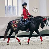 УЭЛЬСКИЙ ПОНИ 128 СМ В ХОЛКЕ