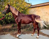 Орловский рысистый мерин