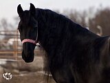 Фризская выезженная кобыла
