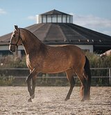 ШИКАРНАЯ ЛОШАДЬ