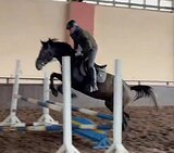 Жеребец в конкур 
