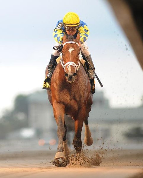 Ипподром Gulfstream Park 2012 год, скачка Holy Bull Stakes.