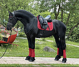 ШИКАРНЫЙ ФРИЗСКИЙ ЖЕРЕБЕЦ