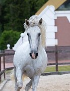 Жеребец 