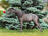 АМНА - КСК Созидатель