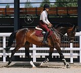 ПРАВНУЧКА CASSINI 8 ЛЕТ