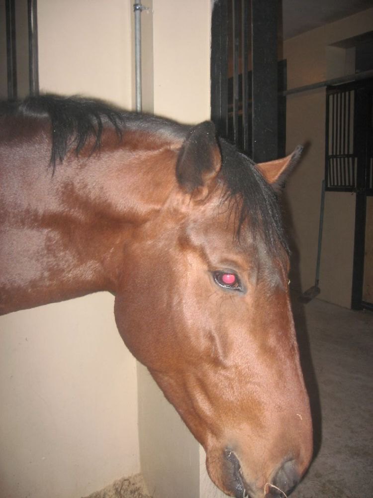 Мой маленький вампиренок=)Обычно у лошадок глазки зеленные получаются а у него вот видите красненькие=)