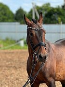 Орловский рысак, жеребец