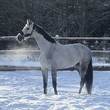 Красивая кобыла 