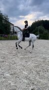 Серый жеребец 