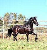 Фризская кобыла 