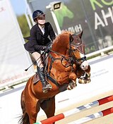 МЕРИН В КОНКУР