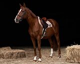 Ласковый и нежный конь