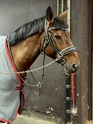 Аренда лошади Сергиев -посад