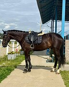Под любого всадника 