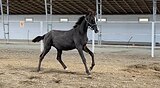 Молодая серая кобылка