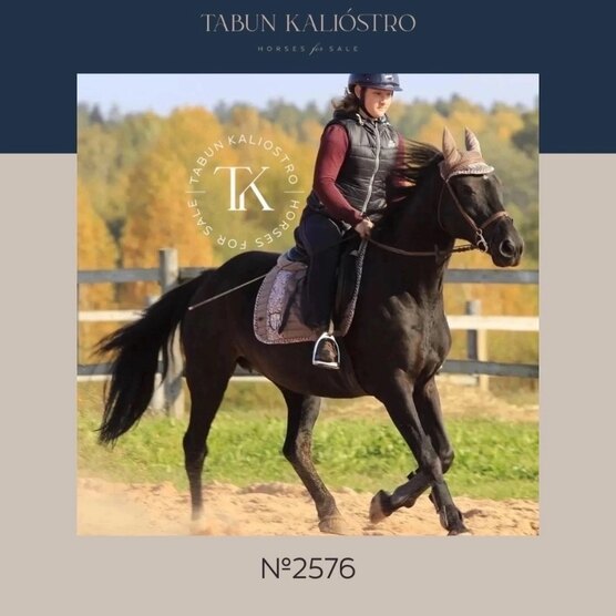 банки на холку шеи вакуумные. от глистов в холку собаке 15 кг. банка на холку. вдовий горб после массажа. 36) 64910.