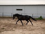 Жеребец Английской чистокр