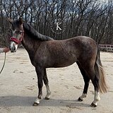 УЭЛЬСКАЯ КОБЫЛА 2 ГОДА