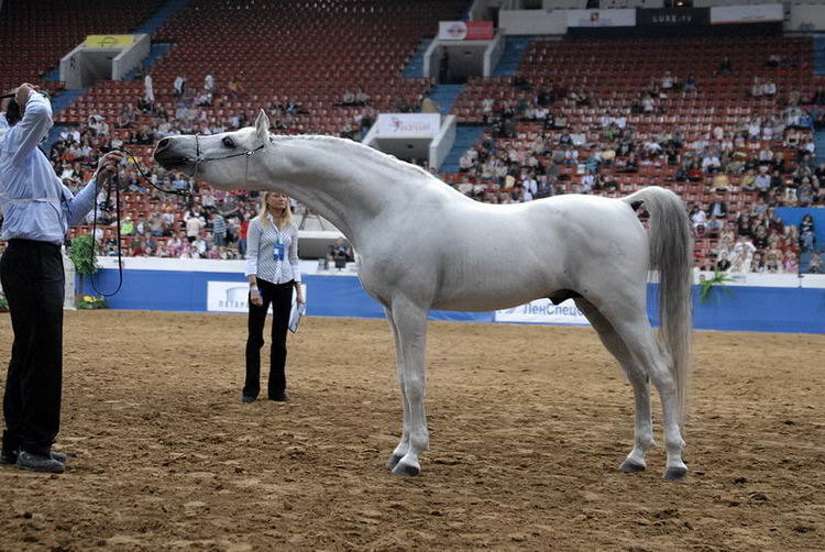 Победитель ринга арабских лошадей класса Liberty, жеребец по кличке Lobeke. Выводчик - Ян Калис, Голландия.   